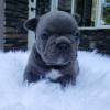 Puppies for sale Poland, Wroclaw French Bulldog