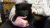 Puppies for sale Germany, Bonn Pomeranian Spitz