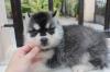 Puppies for sale Poland, Wroclaw Haski