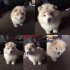 Puppies for sale Czech Republic, KE Chow Chow