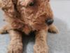 Puppies for sale Finland, Rovaniemi Miniature Poodle
