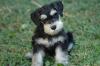 Puppies for sale Germany, Nuremberg Mittelshnautser