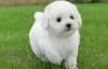 Puppies for sale Greece, Patra Bichon