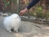 Puppies for sale Germany, Freiburg Pomeranian Spitz