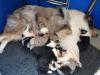 Puppies for sale Cyprus, Nicosia Collie