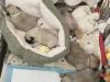 Puppies for sale Cyprus, Nicosia Pug