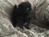 Puppies for sale Greece, Athens Pomeranian Spitz