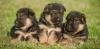 Puppies for sale Czech Republic, Brno German Shepherd Dog