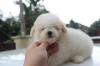 Puppies for sale Germany, Nuremberg Toy-poodle
