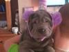 Puppies for sale Greece, Athens Shar Pei