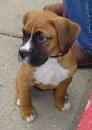 Puppies for sale Germany, Nuremberg Boxer