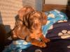 Puppies for sale Czech Republic, Brno Dachshund