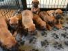 Puppies for sale Greece, Patra Rhodesian Ridgeback