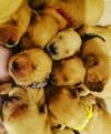 Puppies for sale Denmark, Kopenagen Golden Retriever
