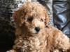 Puppies for sale Czech Republic, Brno Toy-poodle