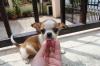 Puppies for sale Poland, Wroclaw Chihuahua