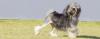 Puppies for sale Germany, Nuremberg Lowchen