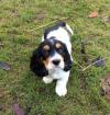 Puppies for sale Germany, Nuremberg Basset Hound