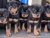 Puppies for sale Czech Republic, Brno Rottweiler