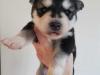 Puppies for sale Finland, Haski