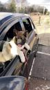 Puppies for sale Germany, Nuremberg Akita