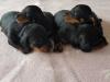 Puppies for sale Czech Republic, Brno Dachshund