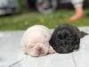 Puppies for sale Poland, Warsaw Pug