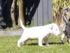 Puppies for sale Denmark, Kopenagen English Bulldog