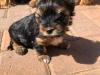 Puppies for sale Germany, Dortmund Yorkshire Terrier