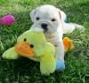 Puppies for sale Spain, Madrid English Bulldog