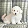 Puppies for sale Finland, Lapperanta Bichon