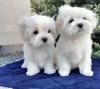 Puppies for sale Spain, Barcelona Maltese