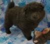 Puppies for sale Cyprus, Paphos Chow Chow