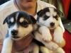 Puppies for sale Finland, Helsinki Haski
