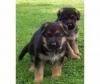 Puppies for sale France, Montpellier German Shepherd Dog