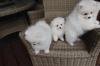 Puppies for sale Sweden, Helsingborg Pomeranian Spitz