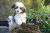 Puppies for sale Denmark, Kopenagen Havanese