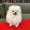 Puppies for sale Finland, Helsinki Pomeranian Spitz