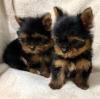 Puppies for sale Spain, Figeyras Yorkshire Terrier
