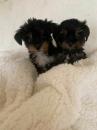Puppies for sale Germany, Kayzerslauten Yorkshire Terrier