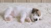 Puppies for sale Germany, Dortmund Jack Russell Terrier