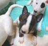 Puppies for sale Cyprus, Limassol Bull Terrier