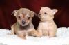 Puppies for sale Germany, Essen Chihuahua