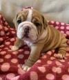 Puppies for sale Finland, Rovaniemi English Bulldog