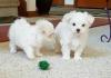 Puppies for sale Greece, Athens Maltese