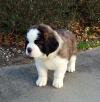 Puppies for sale Finland, Oulu , saint bernard
