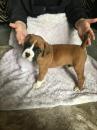Puppies for sale Cyprus, Paphos Boxer