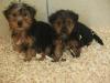 Puppies for sale Germany, Leverkusen Yorkshire Terrier