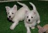 Puppies for sale Germany, Bonn West Highland White Terrier