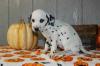 Puppies for sale Greece, Athens Dalmatian